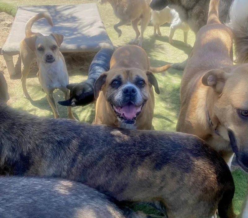 Kesha Best Dog Ever thumbnail 3