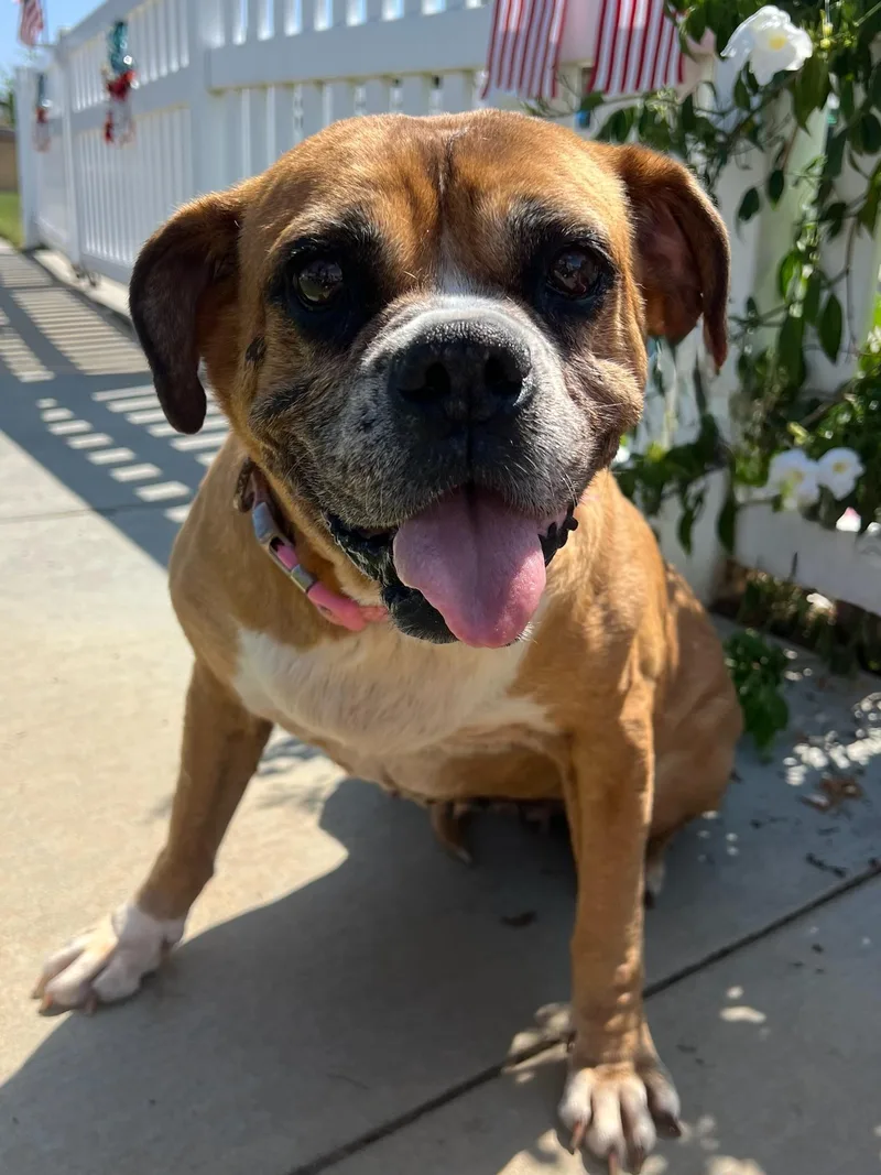 Kesha Best Dog Ever thumbnail 4