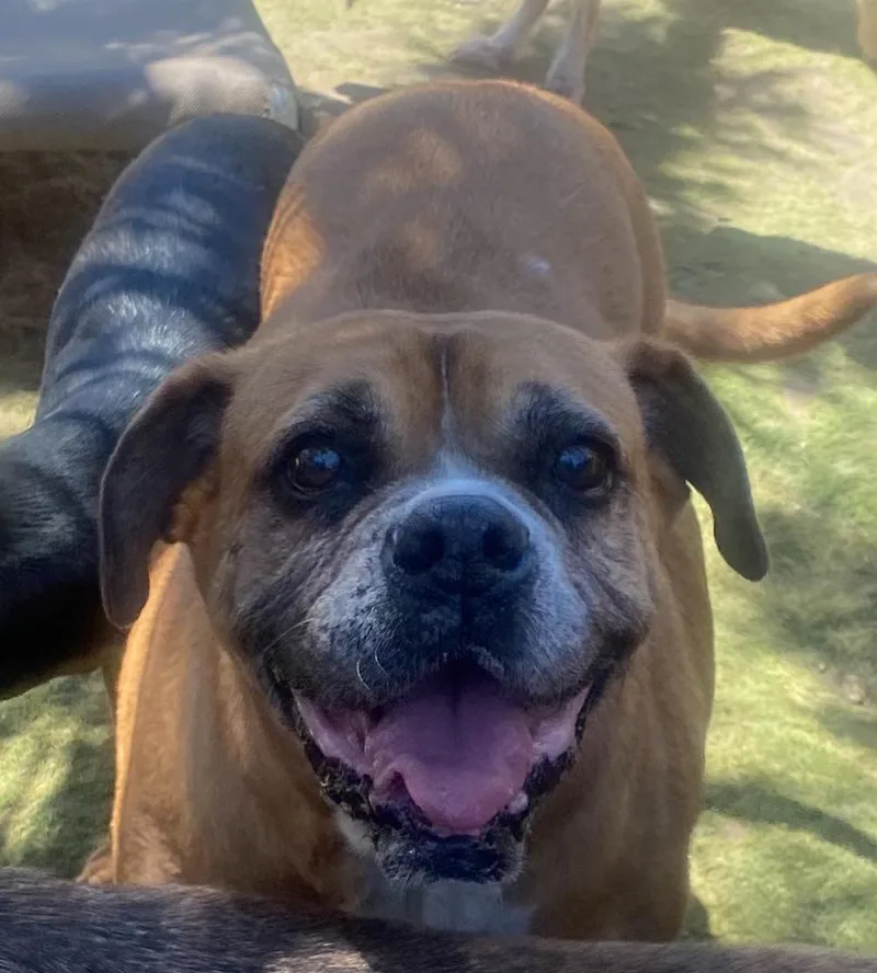 Kesha Best Dog Ever thumbnail 5