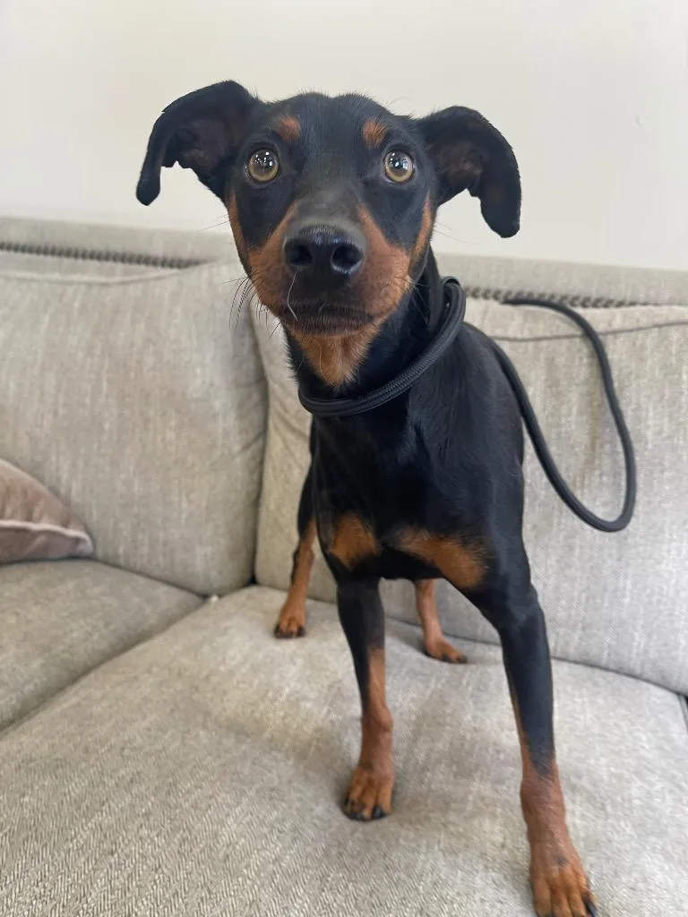 An adult small-sized male Miniature Pinscher dog named Grant for adoption in Thousand Oaks, CA
