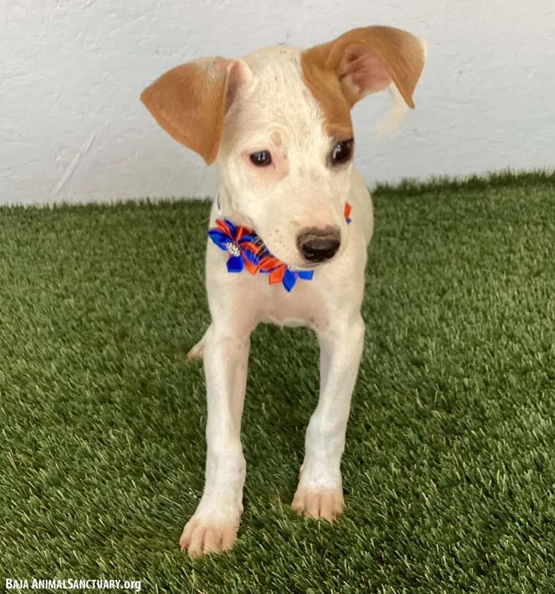 A baby medium-sized female White / Cream Jack Russell Terrier dog named Arlene for adoption in San Diego, CA