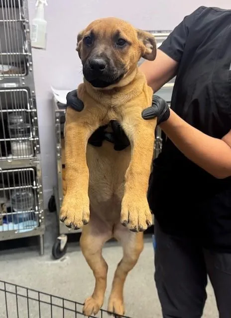 A baby small-sized female Belgian Shepherd / Malinois dog named Janice for adoption in Fairfield, CA