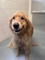 An adult large-sized male Golden Retriever dog named Sunny for adoption in Steamboat Springs, CO