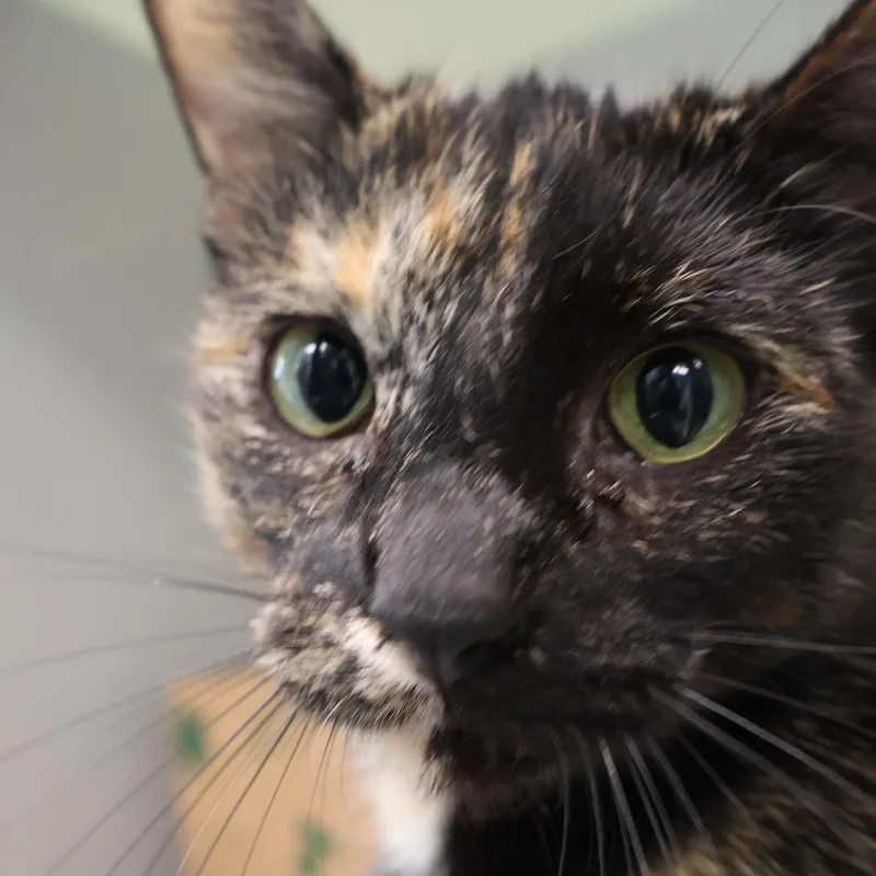 An adult medium-sized female Tortoiseshell Domestic Short Hair cat named Gizmo for adoption in Saint Charles, MO