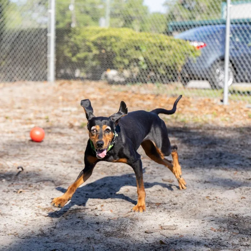 Lorelai thumbnail 4