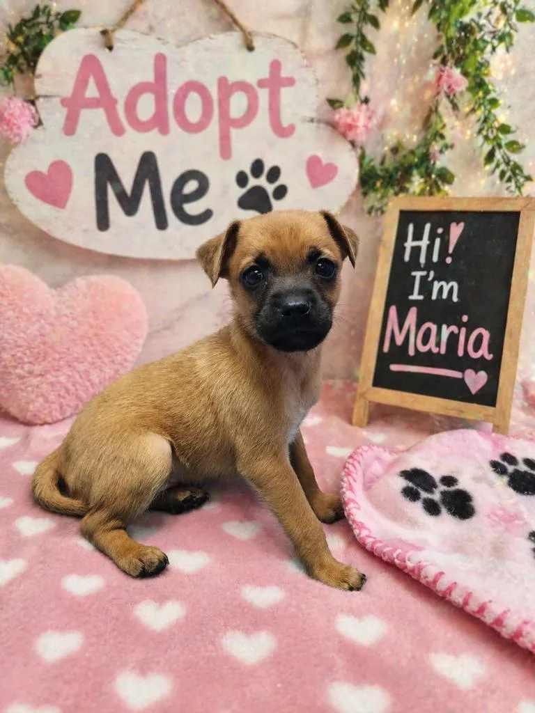 A baby small-sized female Jack Russell Terrier dog named Maria for adoption in Washington Court House, OH