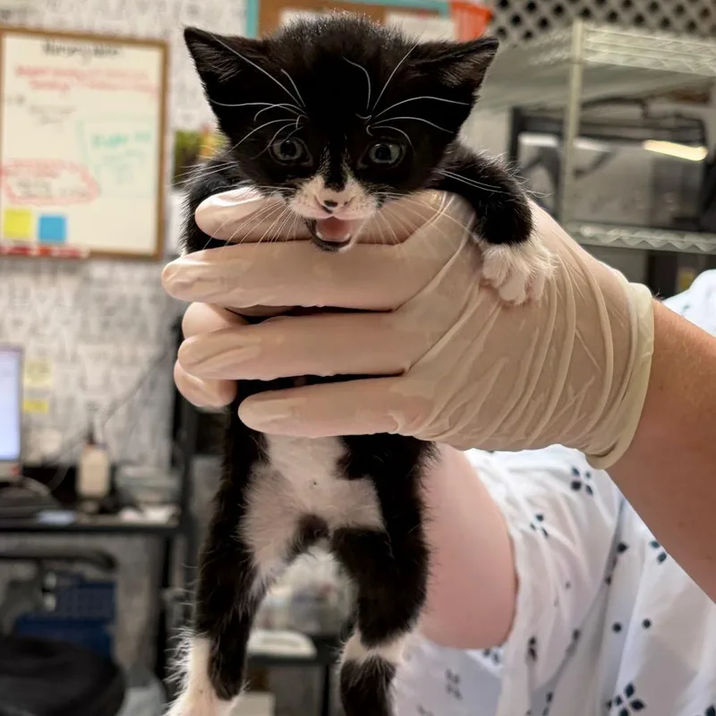Gumball thumbnail 3
