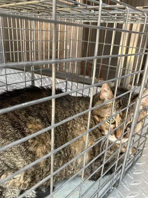 A senior medium-sized female Domestic Short Hair cat named Shera for adoption in Dallas, TX