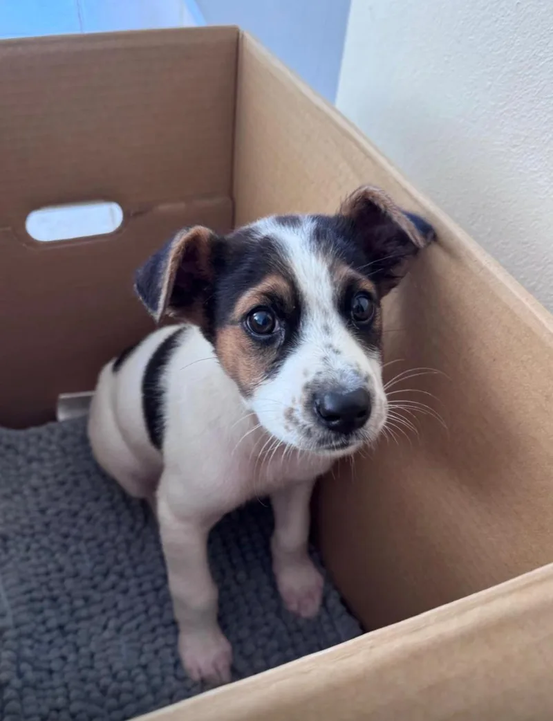 A baby medium-sized male White / Cream Jack Russell Terrier dog named Jasper for adoption in New York, NY