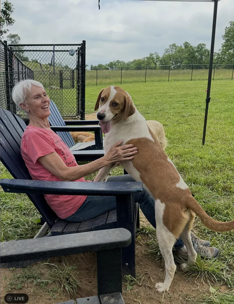 A young medium-sized female Foxhound dog named Riley for adoption in Chester Springs, PA