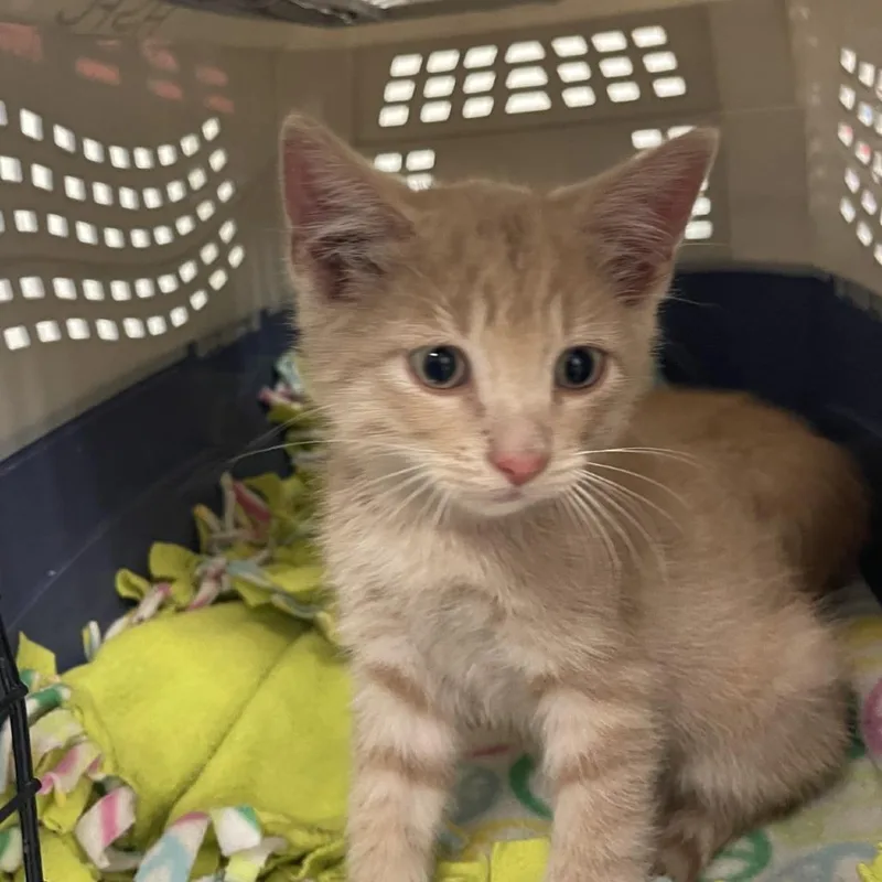 A baby small-sized male Buff / Tan / Fawn Domestic Short Hair cat named Chico for adoption in Albert Lea, MN
