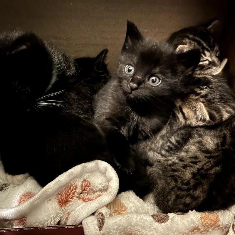 A baby small-sized male Black Domestic Short Hair cat named Meatball for adoption in Long Beach, CA