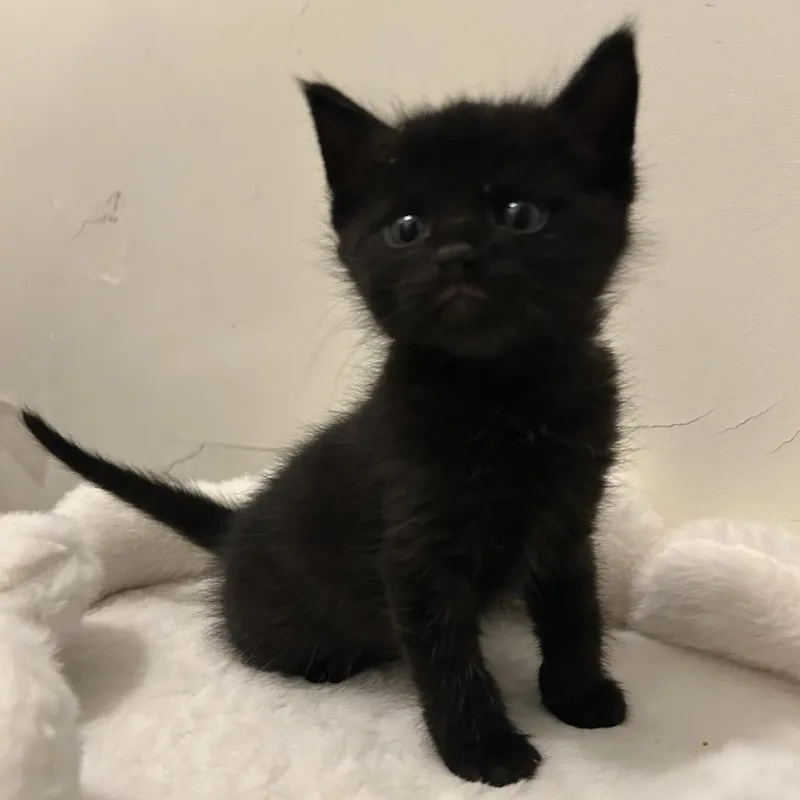 Meatball thumbnail 2