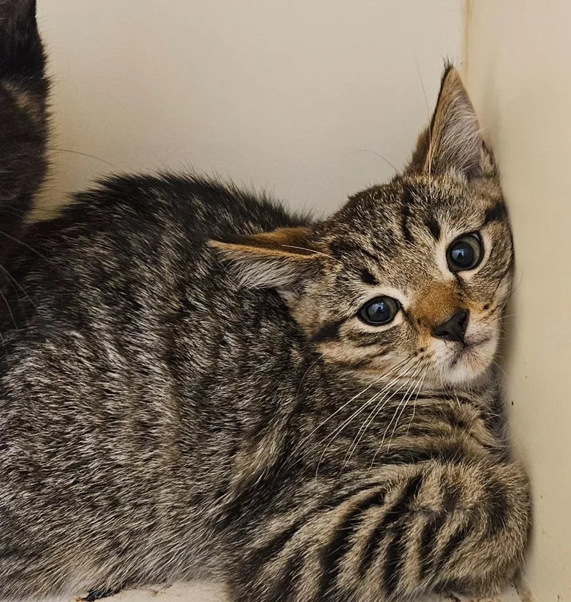 A baby small-sized male Domestic Short Hair cat named Bob the Bobtail for adoption in Bloomington, IN