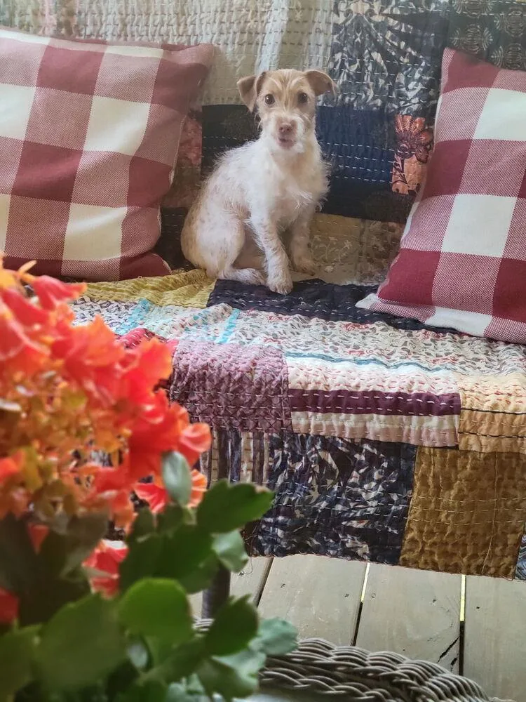 A baby small-sized female Brown / Chocolate Terrier dog named Poppy Terrier for adoption in Gillsville, GA