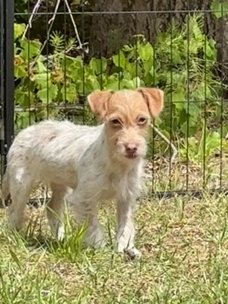 Poppy Terrier thumbnail 2