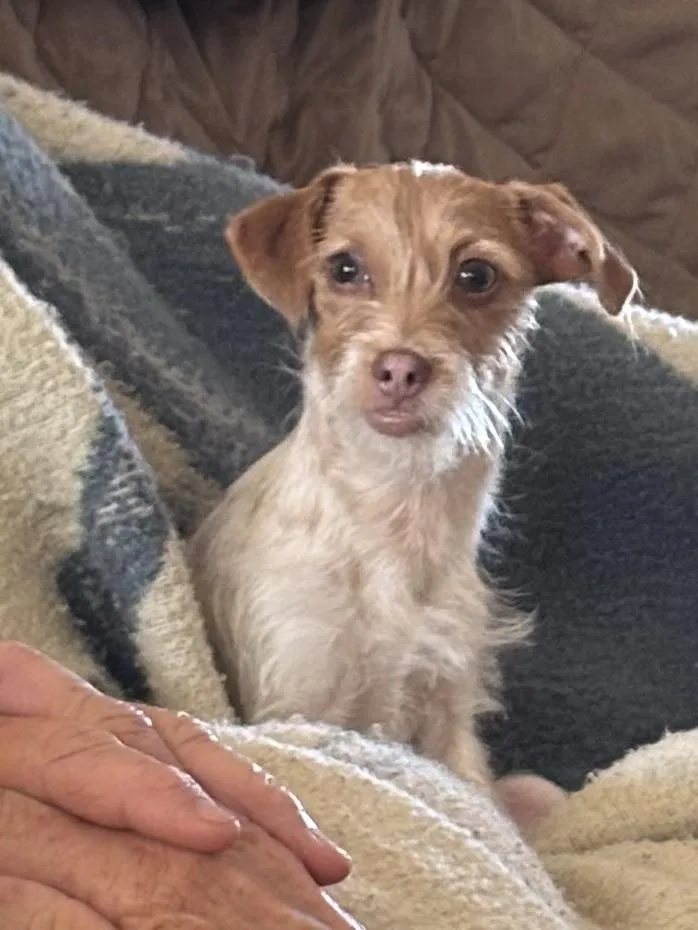 Poppy Terrier thumbnail 3