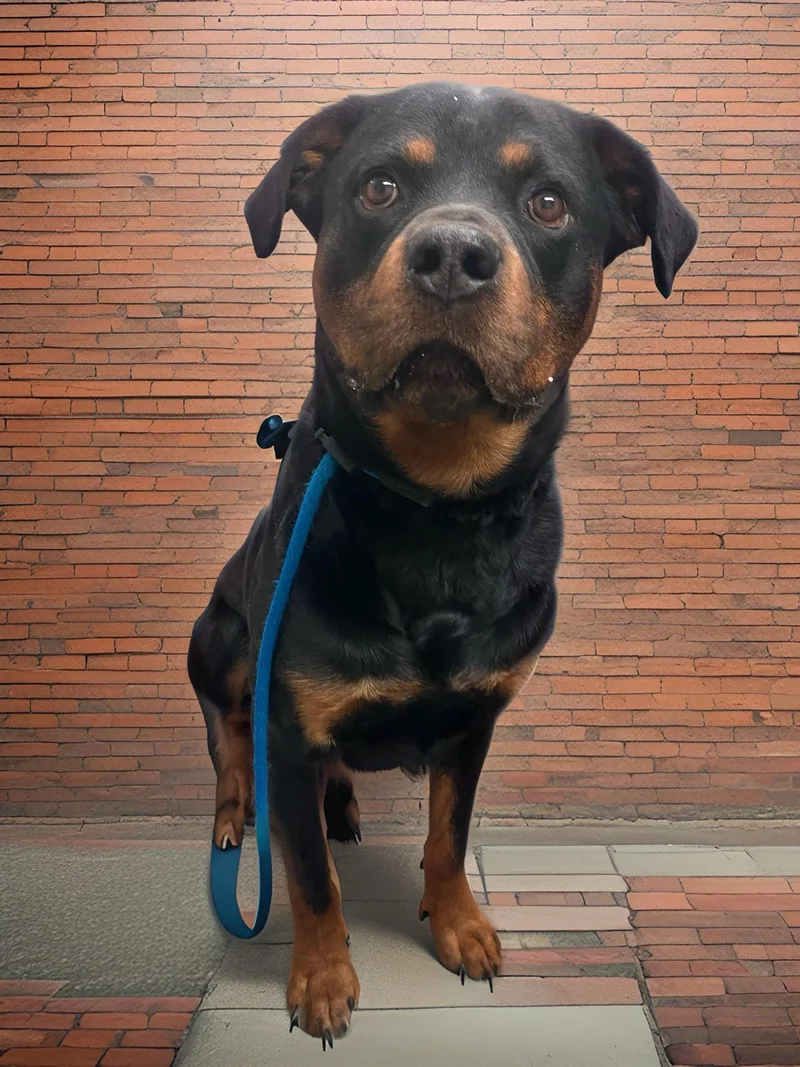 An adult large-sized male Black Rottweiler dog named Anubis for adoption in Springfield, IL