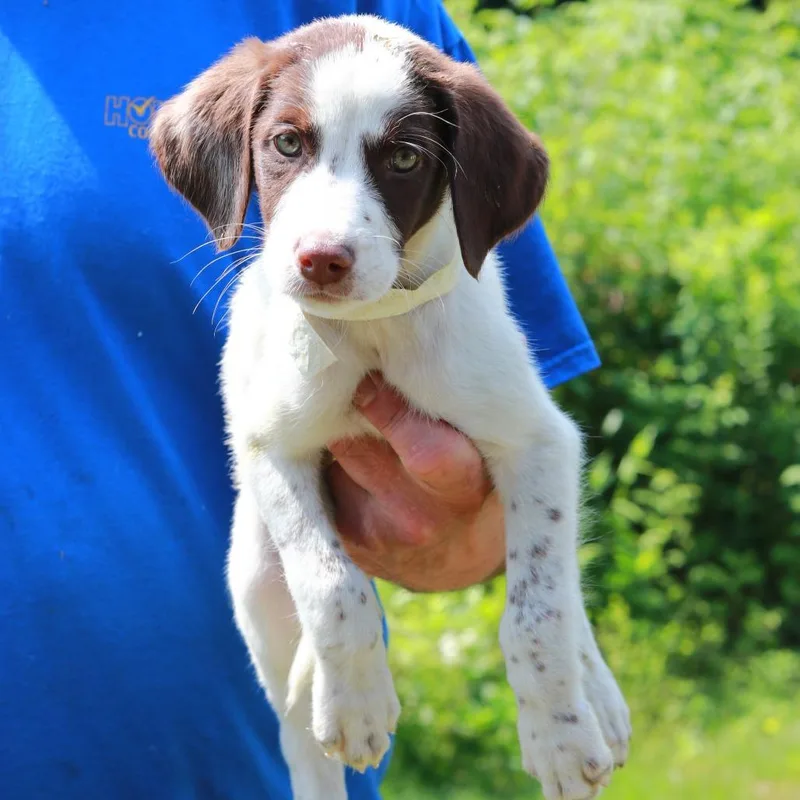 A baby medium-sized male White / Cream Labrador Retriever dog named CT Firefly avail Jul for adoption in Eastford, CT
