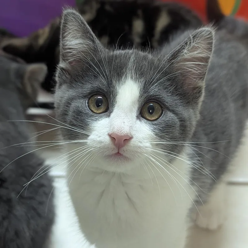 A baby medium-sized male Domestic Short Hair cat named What's new pussy cat for adoption in Fenton, MI