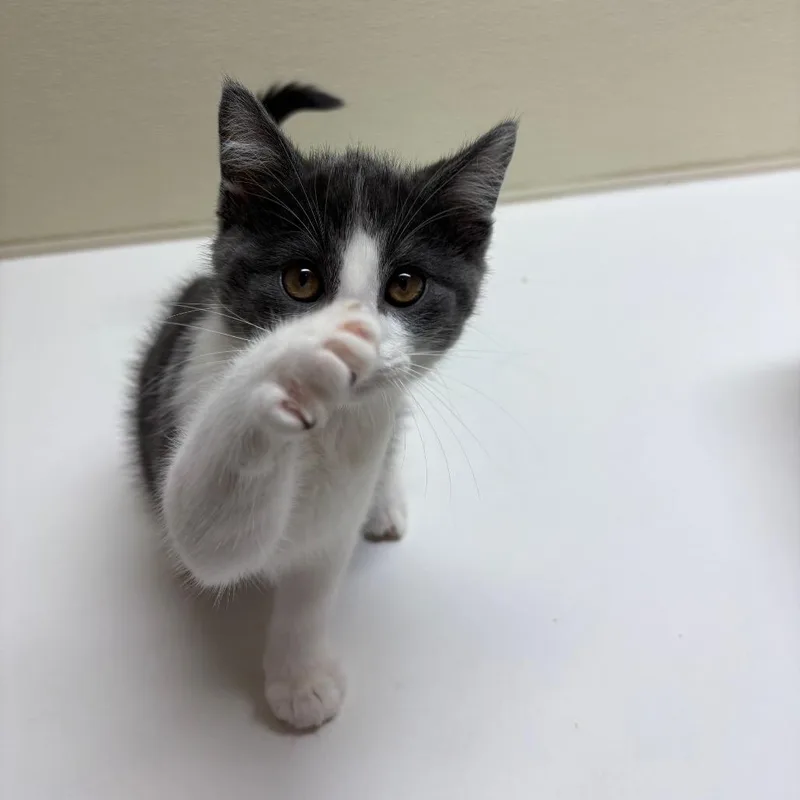 What's new pussy cat thumbnail 2