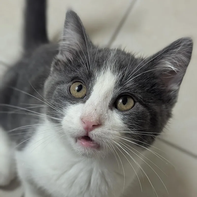 What's new pussy cat thumbnail 3