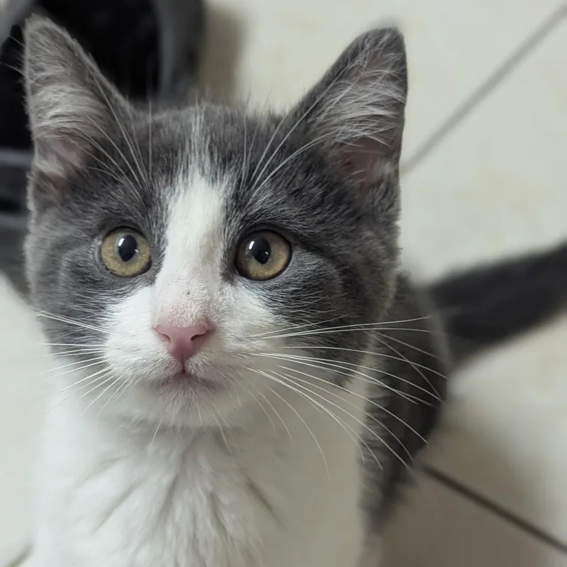 What's new pussy cat thumbnail 4