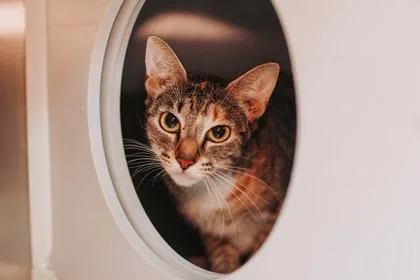 An adult small-sized female Domestic Short Hair cat named A Rosebud for adoption in North Charleston, SC