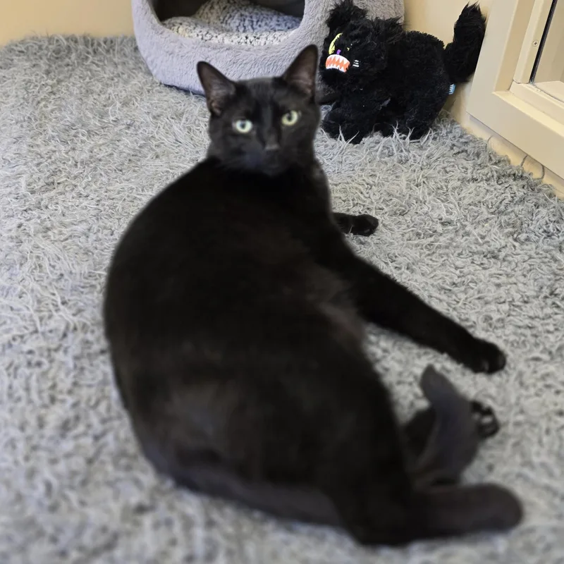An adult medium-sized male Black Domestic Short Hair cat named Sam for adoption in Bristol, RI