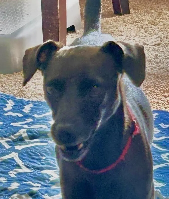 An adult small-sized female Tricolor (Brown, Black, & White) Chihuahua dog named Louise for adoption in Syracuse, NY