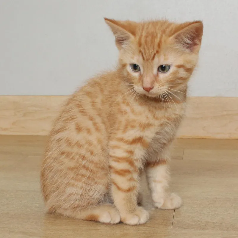 A baby small-sized male Orange / Red Domestic Short Hair cat named Pickle Wrap C for adoption in Minnetonka, MN