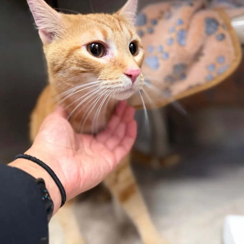 An adult medium-sized male Orange / Red American Shorthair cat named Donut for adoption in Perkiomenville, PA