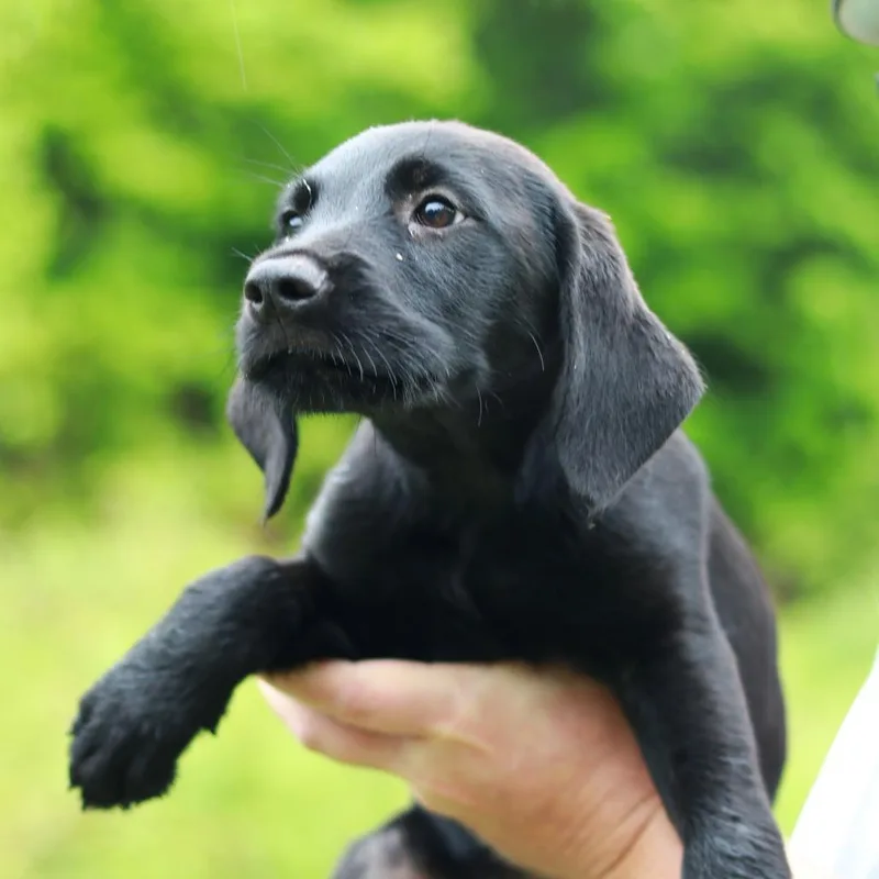 A baby medium-sized female Black Labrador Retriever dog named Ct Arugula Avail May for adoption in Stormville, NY