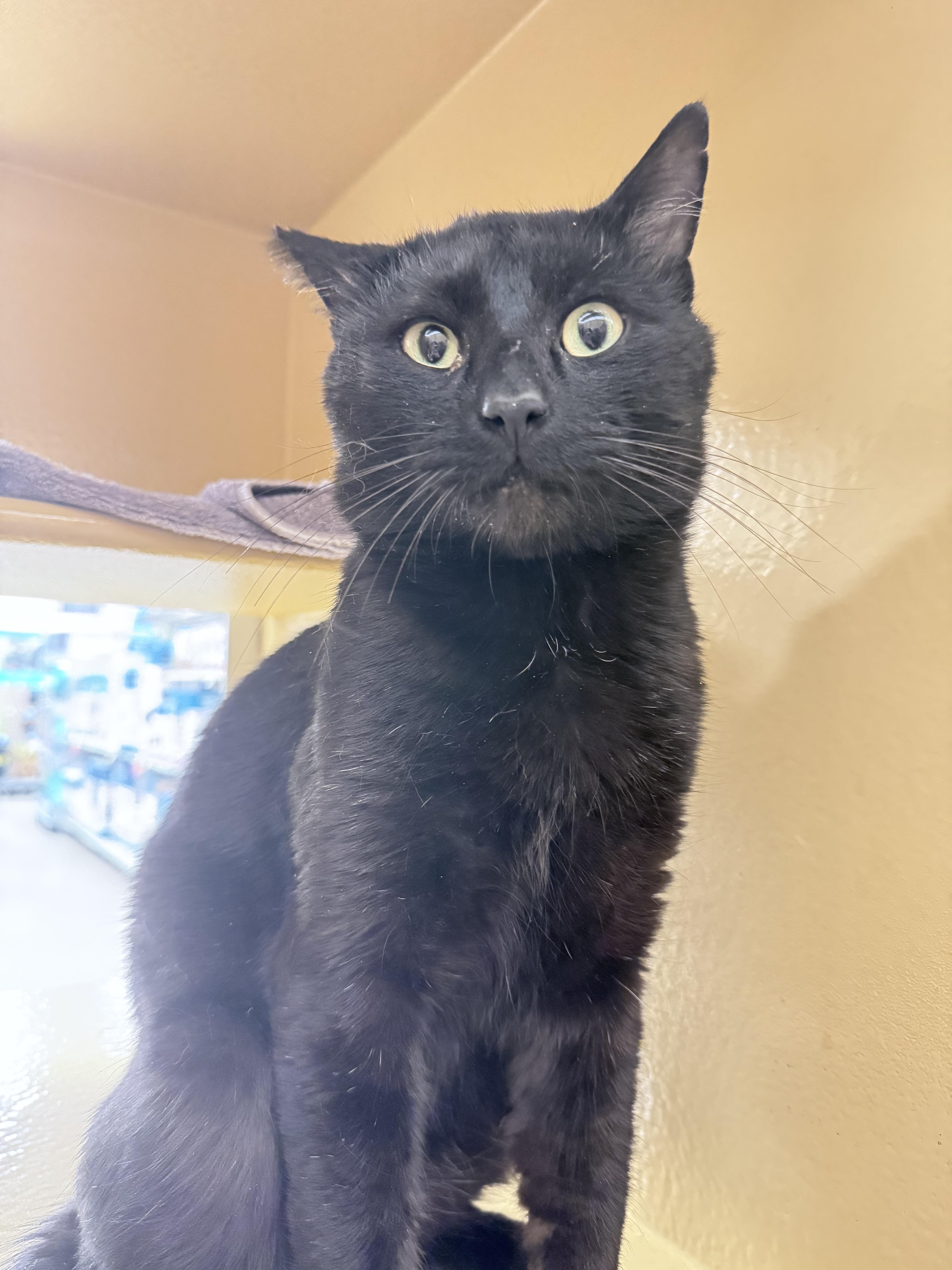A young medium-sized male Black Domestic Short Hair cat named Batman for adoption in Worcester, MA
