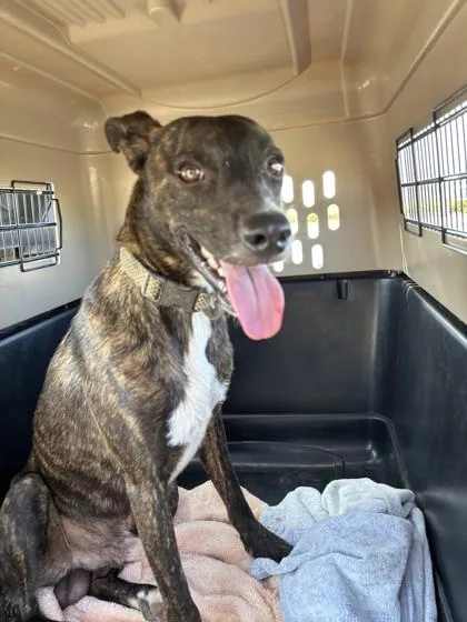An adult medium-sized male Mixed Breed dog named Brittle for adoption in Honolulu, HI