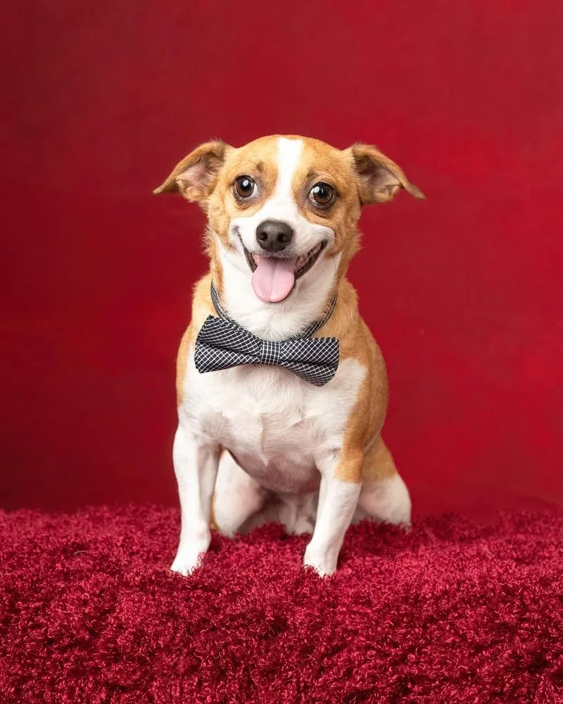 An adult small-sized male Tricolor (Brown, Black, & White) Chihuahua dog named Leo for adoption in Frisco, TX