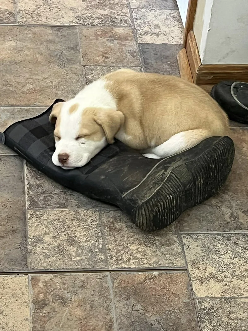 Buddy Boy