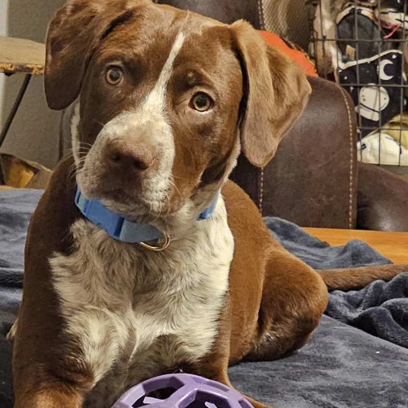 A baby large-sized female Brown / Chocolate German Shorthaired Pointer dog named Carti B for adoption in Springfield, MO