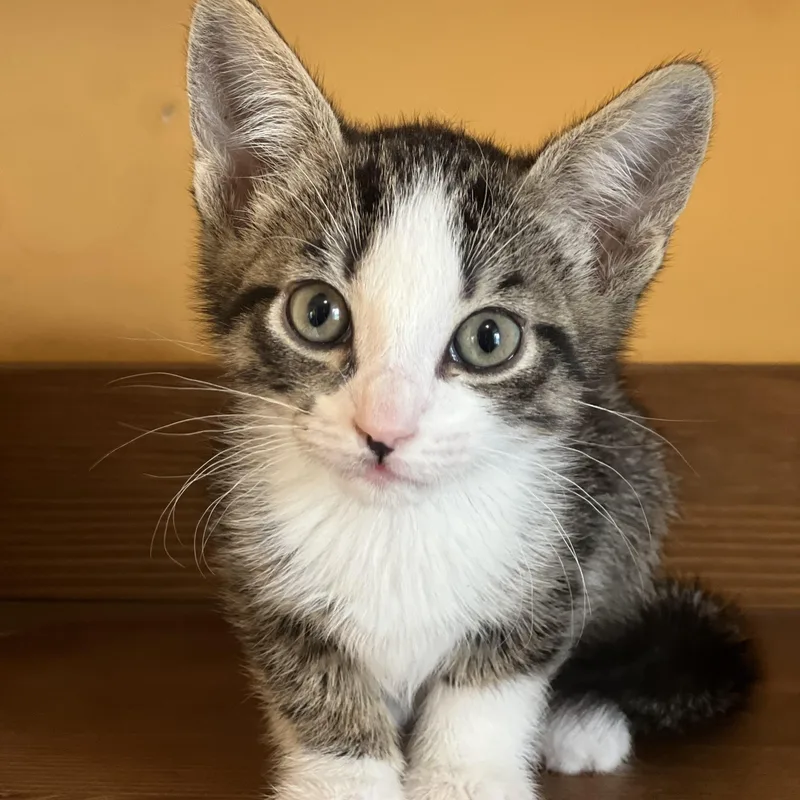 A baby medium-sized male Tabby (Brown / Chocolate) Domestic Short Hair cat named Shrimp for adoption in Greensboro, NC