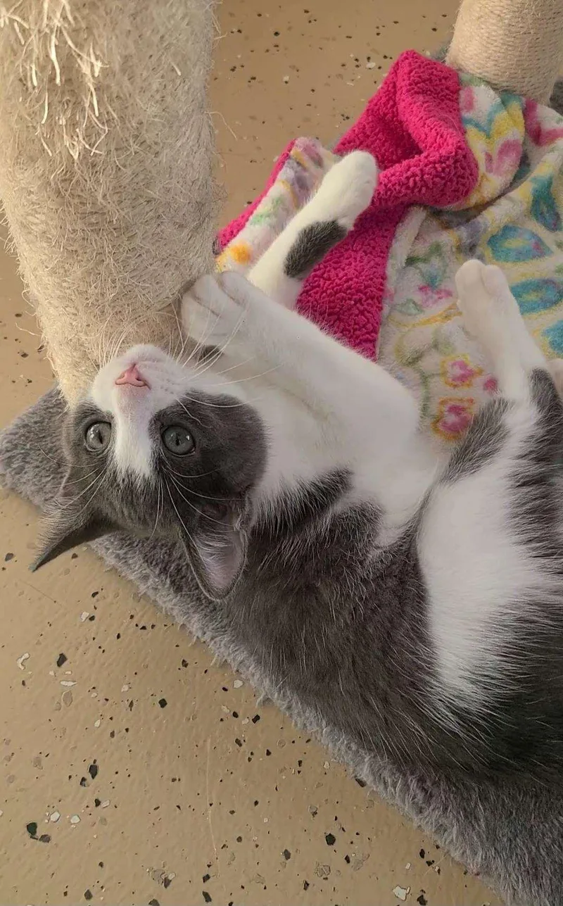 A young small-sized female Gray & White Domestic Short Hair cat named Dot for adoption in Elizabeth, IL
