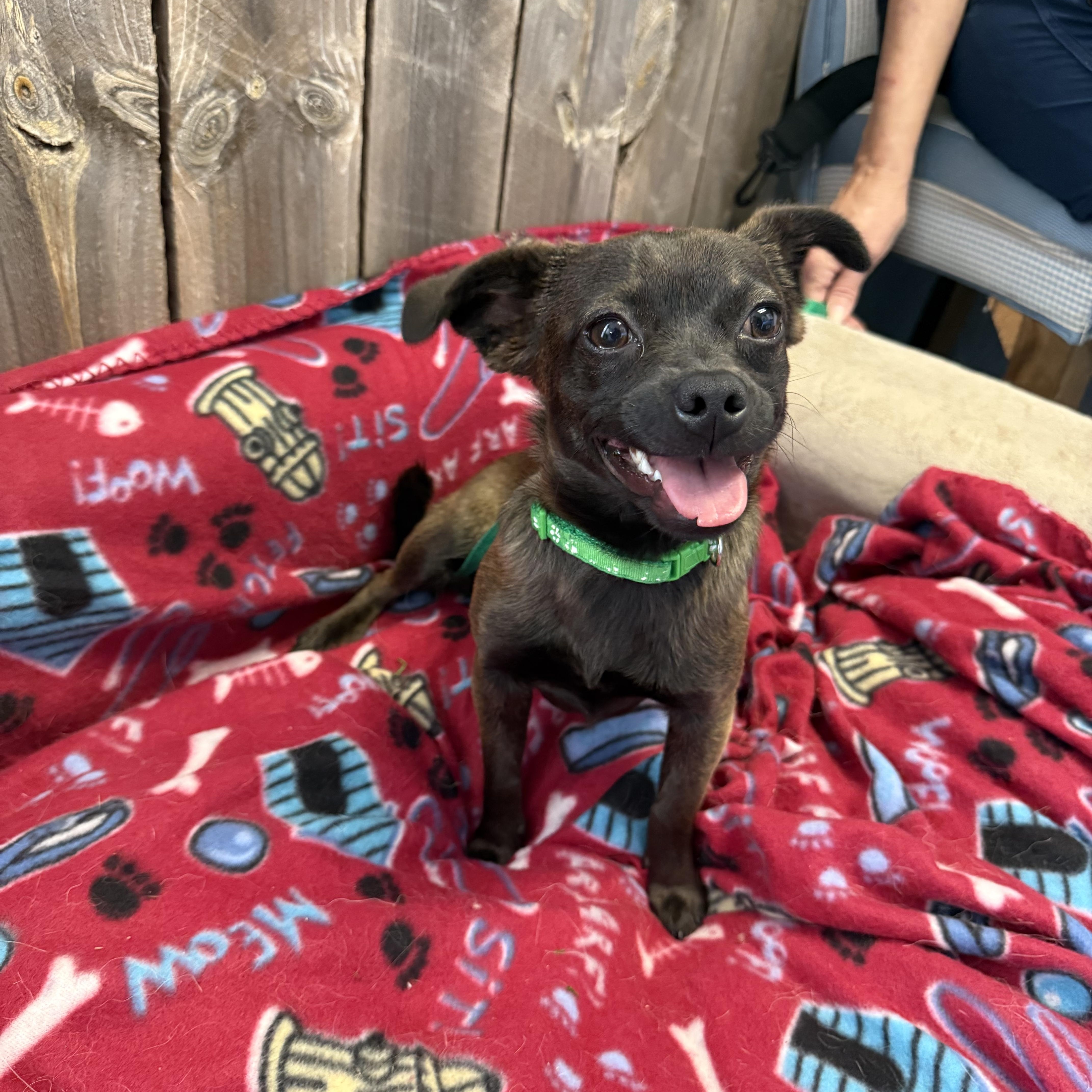 A baby small-sized female Bicolor Pug dog named Kara Louise for adoption in Oklahoma City, OK