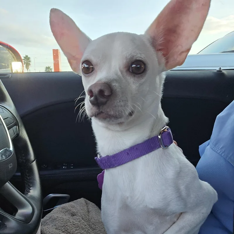 Bartok Arriving  D thumbnail 3