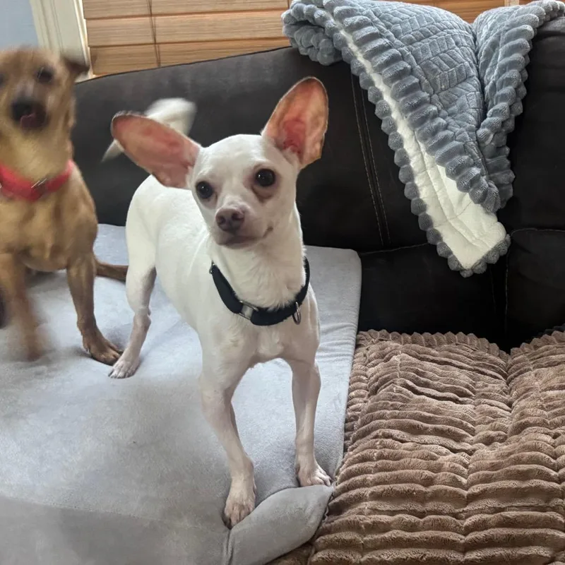 Bartok Arriving  D thumbnail 5