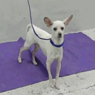 Bartok Arriving  D thumbnail 6