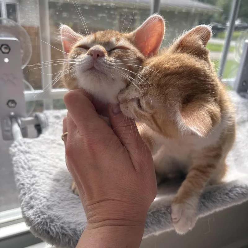 A baby small-sized female Orange / Red Domestic Short Hair cat named Ella for adoption in La Grange, KY