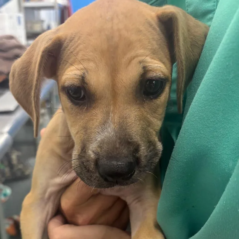 A baby small-sized female Yellow / Tan / Blond / Fawn Terrier dog named Honey Bun for adoption in Montgomery, AL
