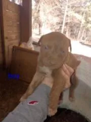 A baby medium-sized male Mixed Breed dog named Otter for adoption in West Chester, PA