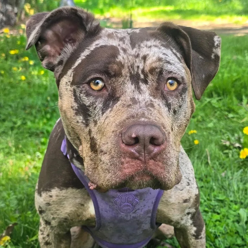 A young large-sized female Merle (Red) Mixed Breed dog named Froyo for adoption in Vassalboro, ME