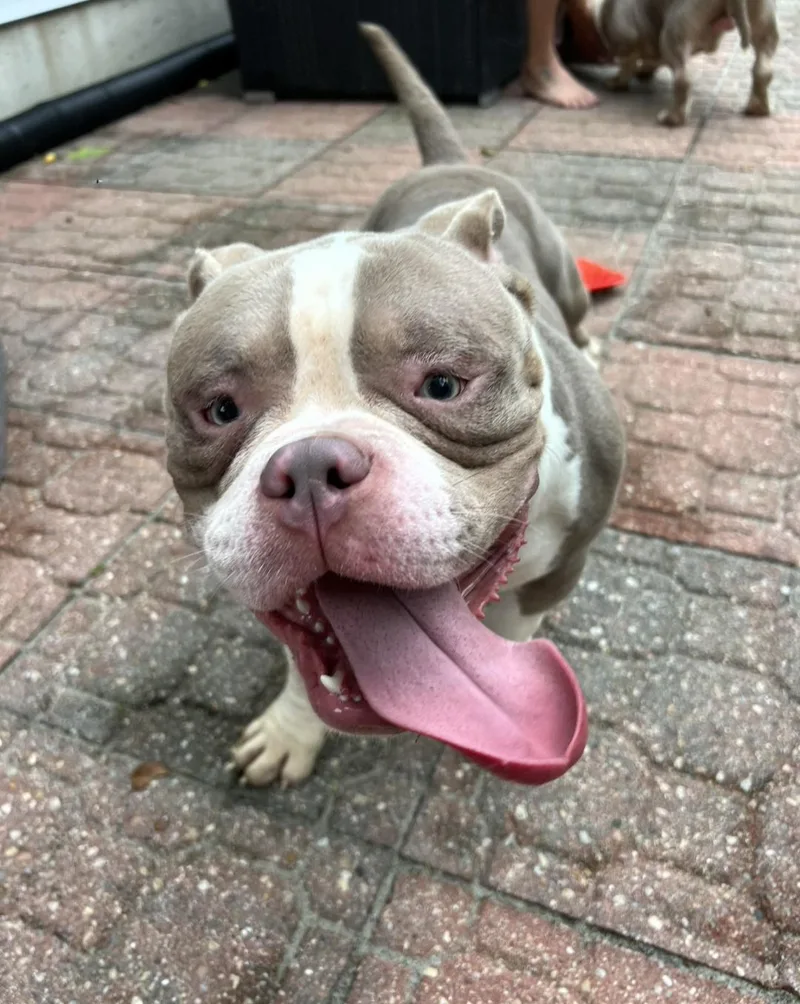 A young large-sized male American Staffordshire Terrier dog named Mayhem for adoption in merrillville, IN