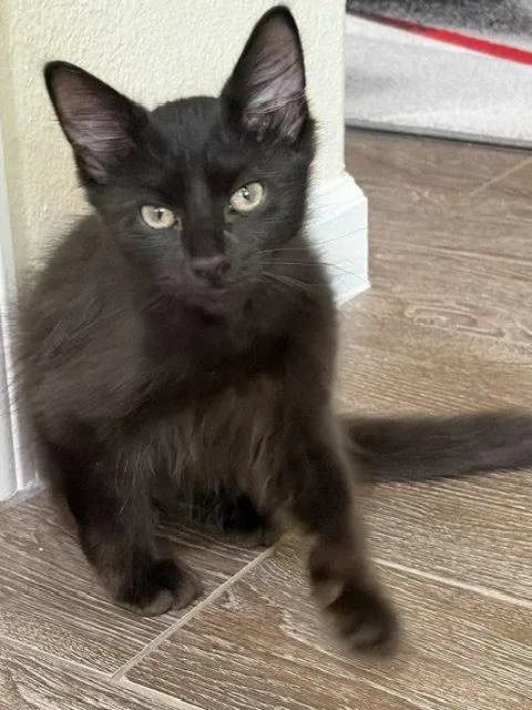 A baby medium-sized male Black Domestic Long Hair cat named Kek for adoption in Plano, TX